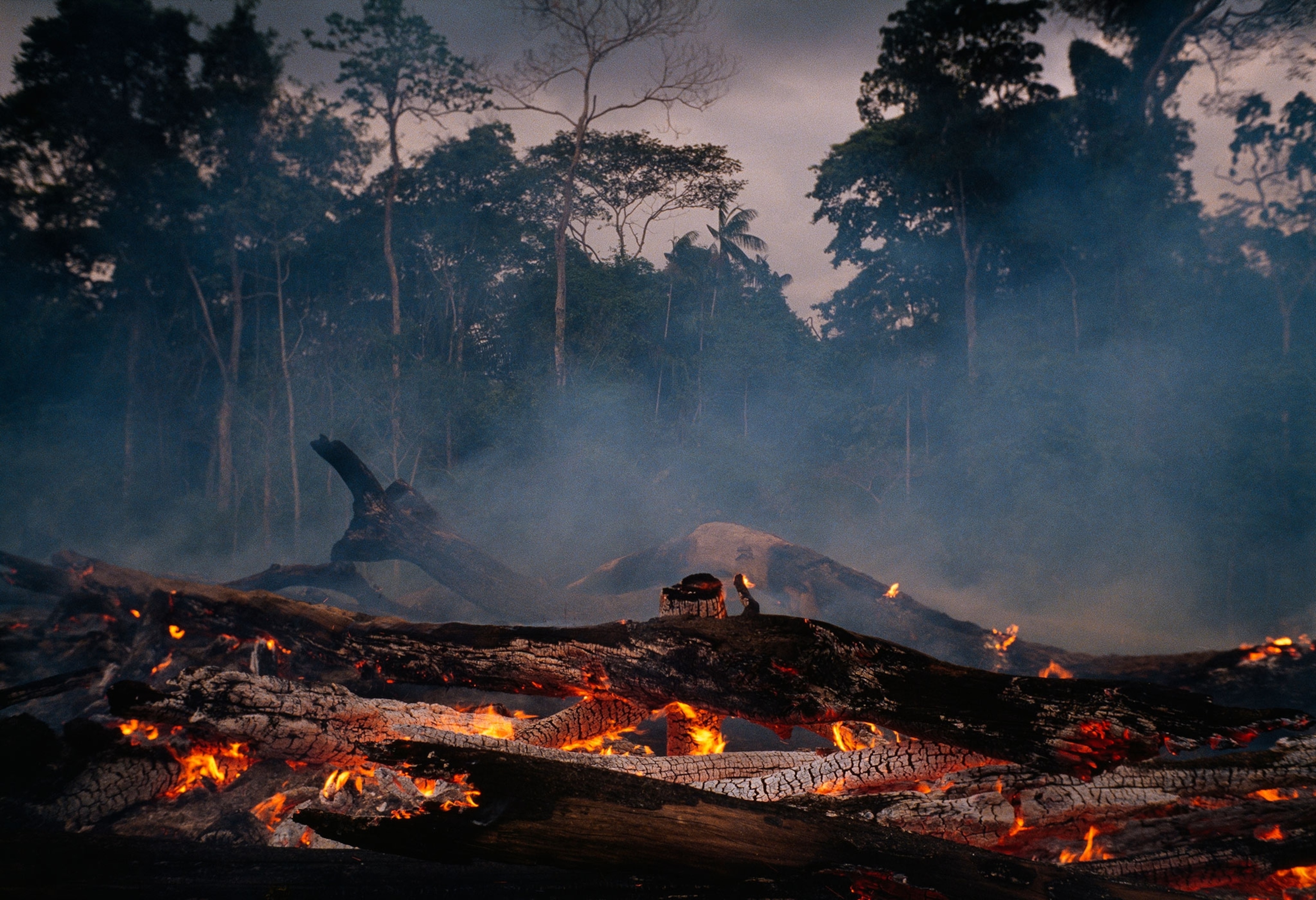 Charred fallen trees and smoke in front of a wall of intact green forest.