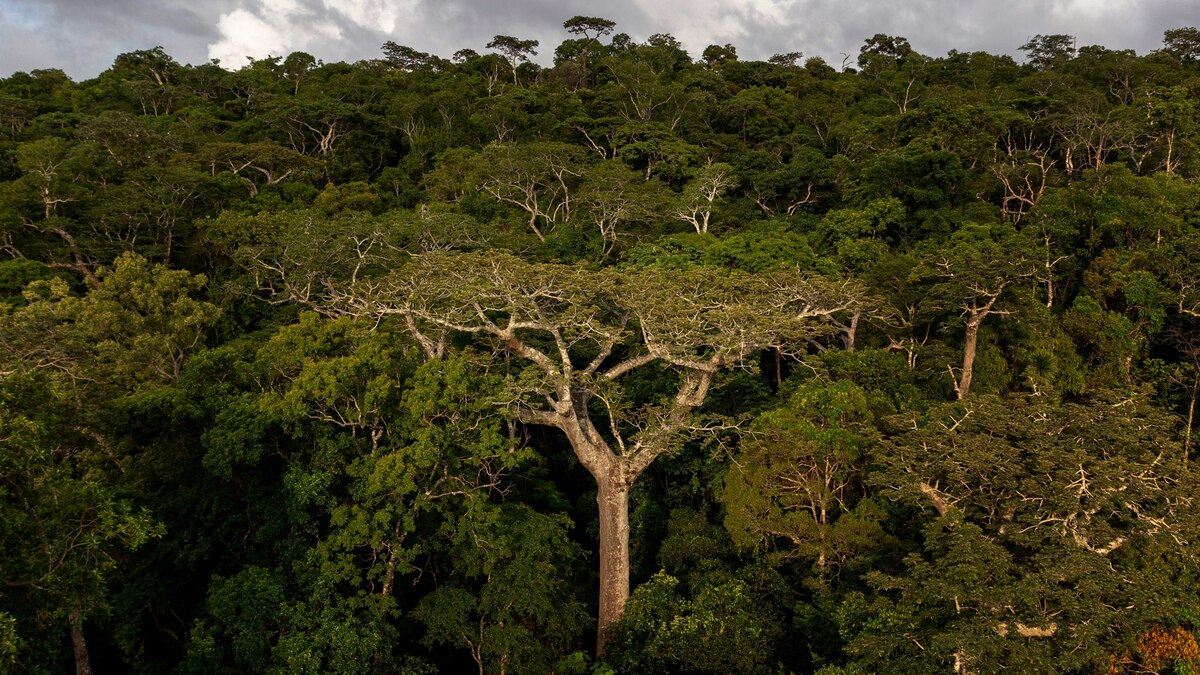 A massive mother tree towers above the dense forest canopy, its umbrella-like crown dominating the surrounding greenery.